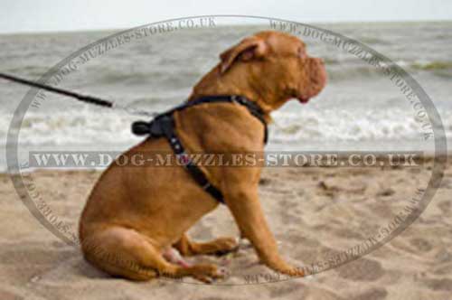 dog harnesses