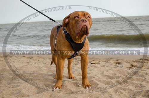 dog harnesses for dogue de bordeaux