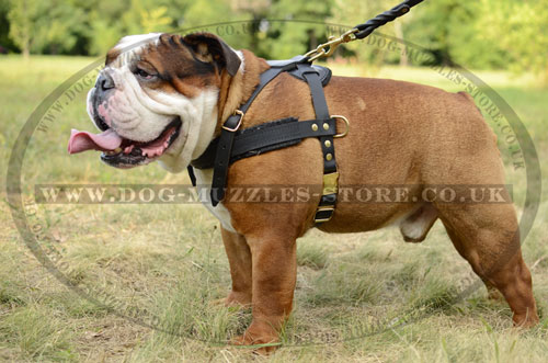 English Bulldog Harness For Travelling
