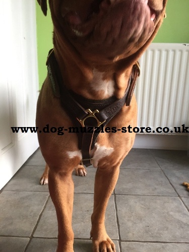 dog harness for sale uk