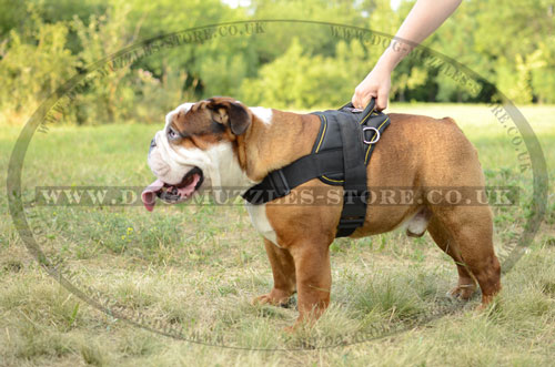 Nylon Dog Harness with Handle