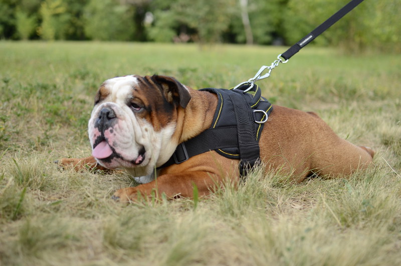 English Bulldog nylon dog harness