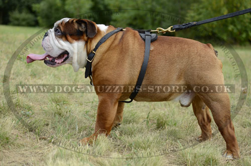 English Bulldog Leather Dog Harness