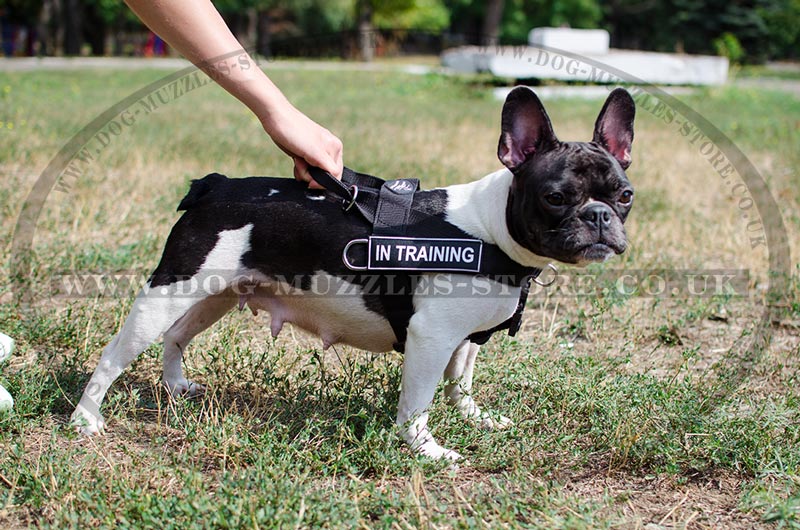 French Bulldog Harness