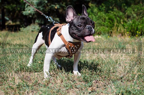 genuine leather dog harness for French Bulldog