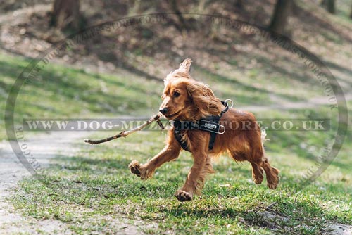 Cocker Spaniel best harness