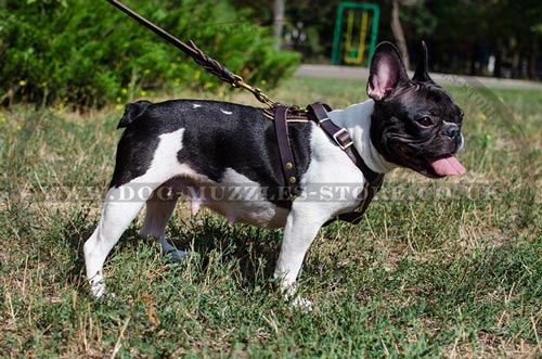 French Bulldog Harness Leather