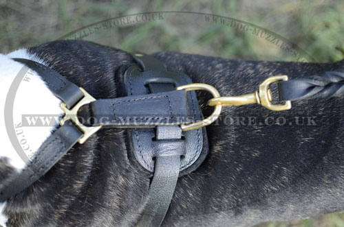 english bull terrier leather dog harness uk