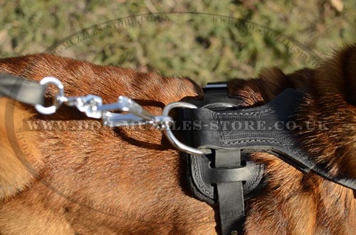 Leather Dog Harness for Shar Pei Dogs