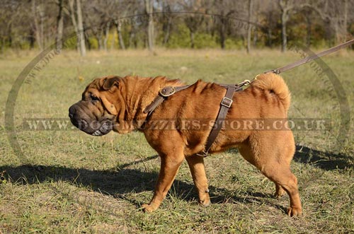 Shar Pei Harness UK