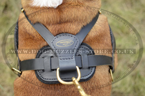 English Bulldog Leather Dog Harnes