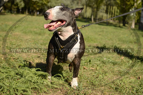 english bull terrier leather dog harness uk