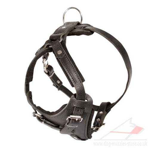dog harness for British Bull Terrier for sale
