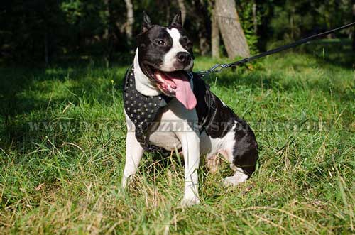 leather dog harness for Amstaff