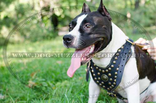 leather dog harness uk