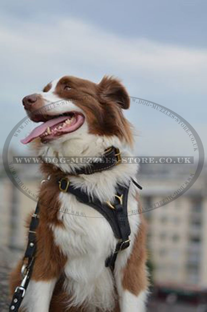 Australian Sheperd Leather Dog Harness