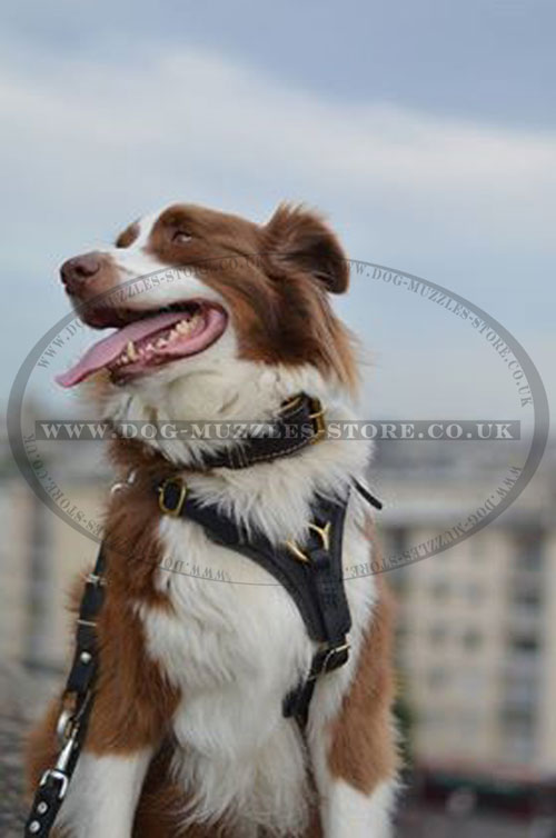 Dog Tracking Harness on Australian Shepherd