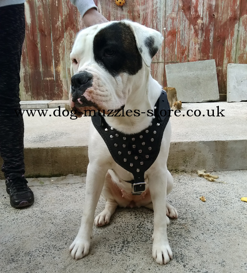 non pull dog harness uk