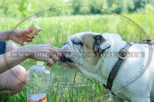 Large, Soft and Strong Leather Dog Harness with Brass Fittings