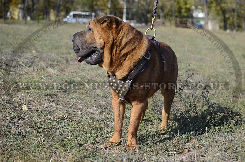 Shar Pei Walking Harness UK Bestseller