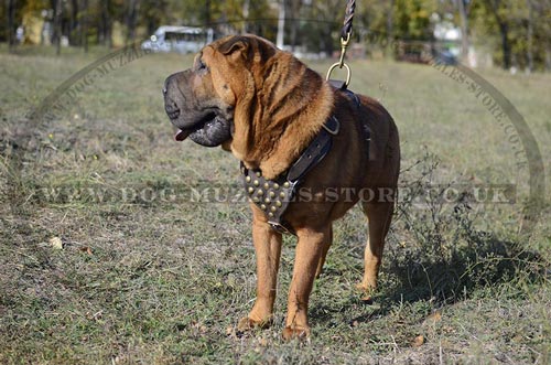 Shar Pei Harness UK