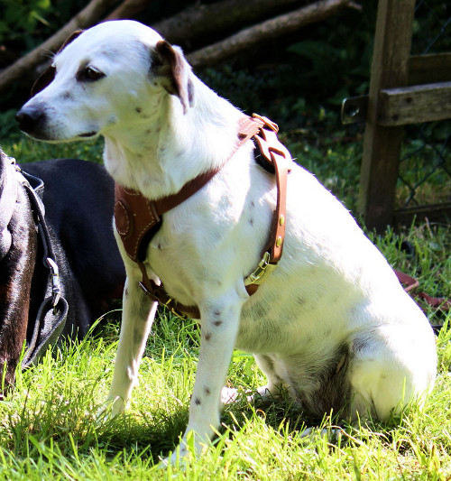 little dog harness