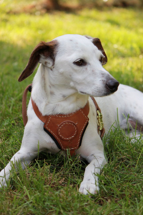 little dog harness