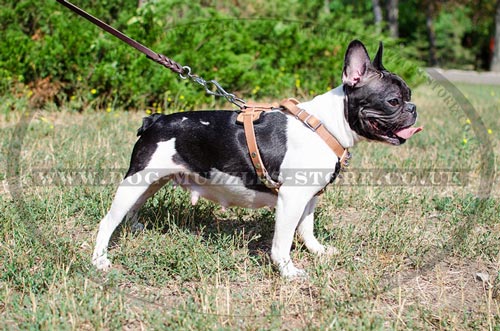 French Bulldog Harness UK