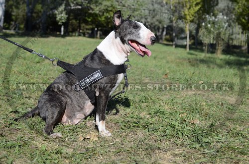 English Bull Terrier Harness UK Bestseller