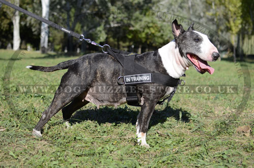 Stop Pulling Dog Harness for English Bull Terrier