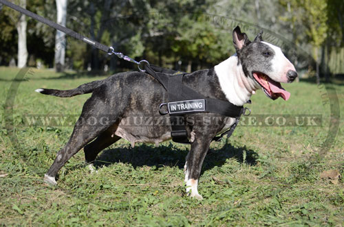 English Bull Terrier Harness UK No Pull Dog Harness 42.99
