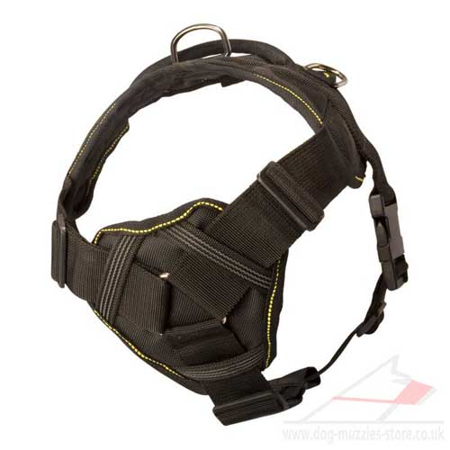 Bull Terrier harness