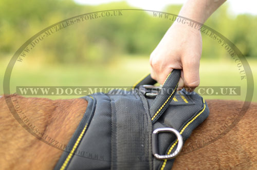 English Bulldog Dog Harness