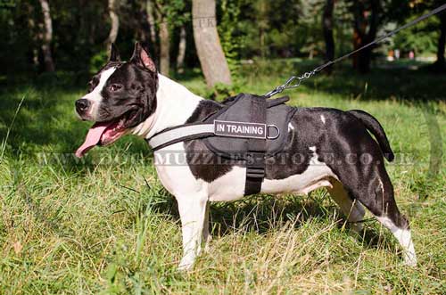 nylon dog harness