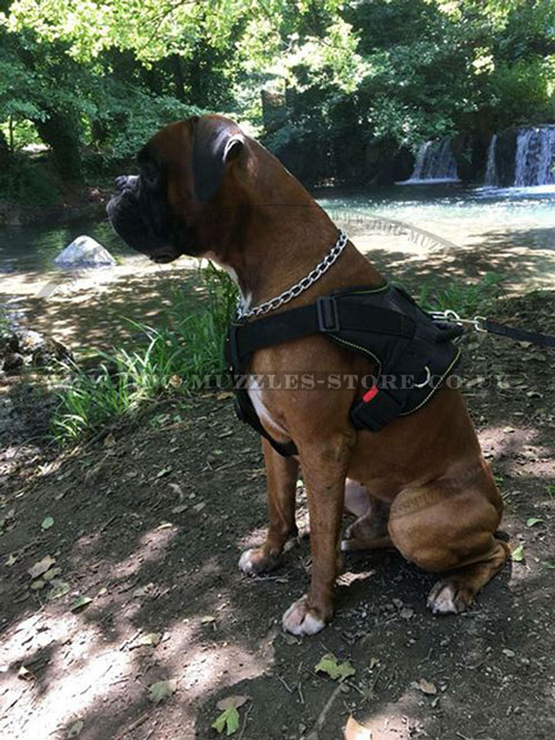 Strong and Comfortable Dog Harness for Boxer