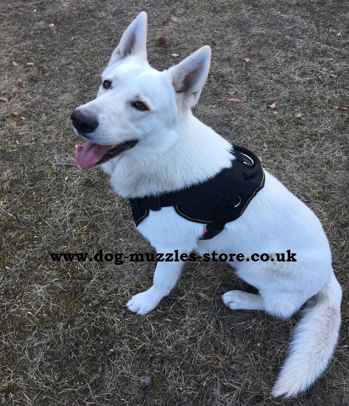 buy padded nylon dog harness