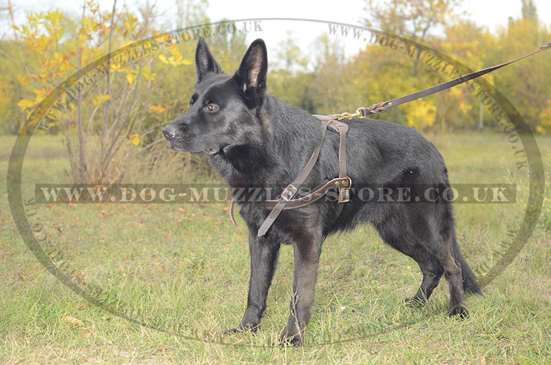 German Shepherd pulling dog harness