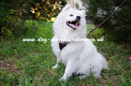 Puppy Harness for Japanese Spitz