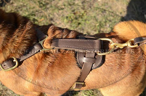 Shar Pei Harness UK