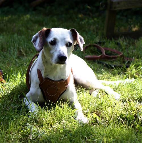 small dog harness