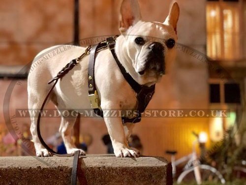 Best French Bulldog Harness UK