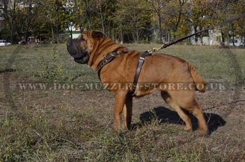 soft dog harness for shar pei