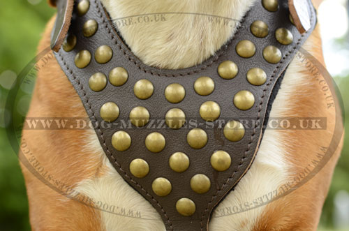 studded dog harness for english bulldog