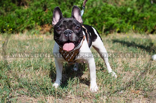 French Bulldog Harness UK