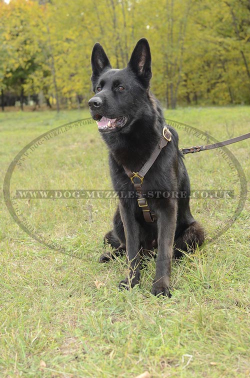 German Shepherd Harness UK