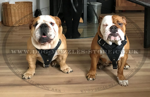 English Bulldog Harnesses