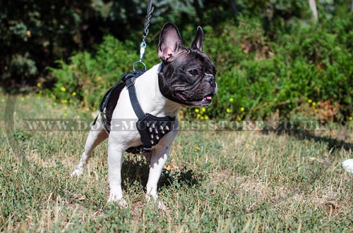 French Bulldog Harness for Small Dogs