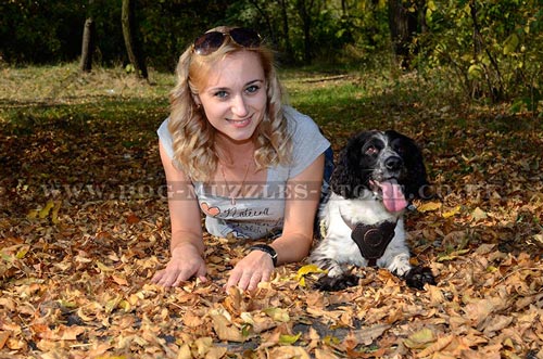 Springer Spaniel Dog Harness