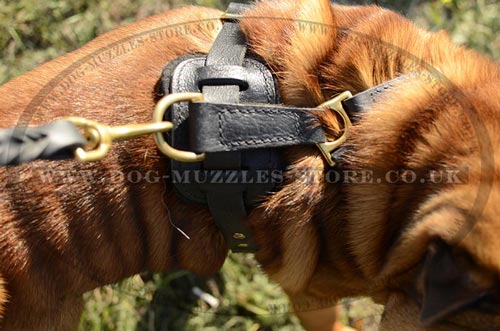 Shar Pei harness