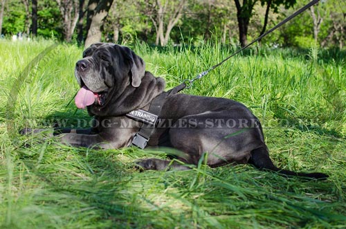 Non Pull Dog Harness for Neapolitan Mastiff